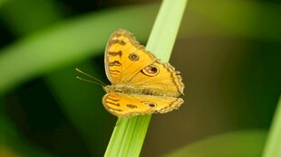 黄色蝴蝶停驻绿叶上