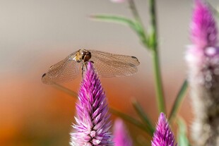 蜻蜓停驻于紫色花朵上