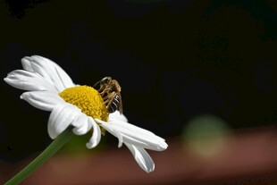 蜜蜂采蜜于白色雏菊上