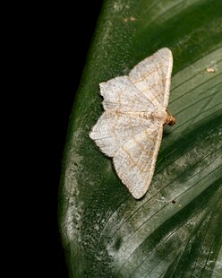 叶上栖息的浅色蛾子