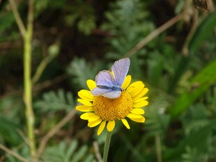 蓝蝶栖于黄花上