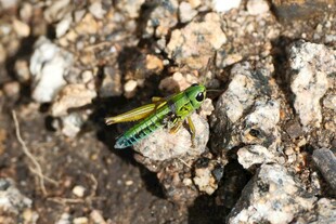 绿色蚱蜢栖息于泥土上