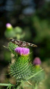 蜂舞蓟花