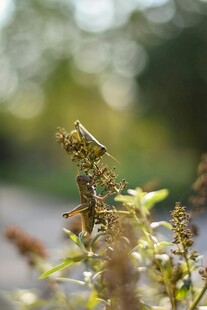 路边繁茂的绿色植物