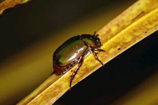绿叶上的金属光泽甲虫