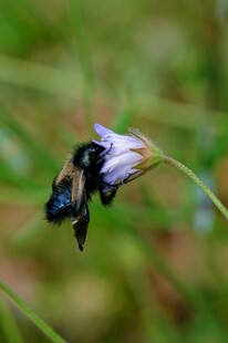 蜜蜂停留在紫色小花上