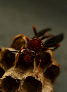 黄蜂守护蜂巢