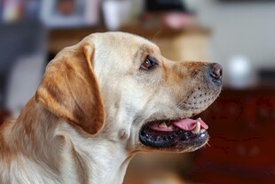 可爱拉布拉多犬侧颜特写