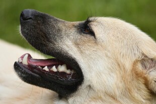 仰头微笑的可爱金毛犬