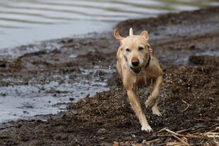 泥地奔跑的活力犬