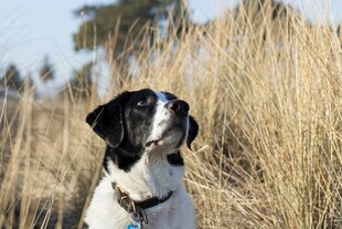 黑白犬立于金黄草丛中