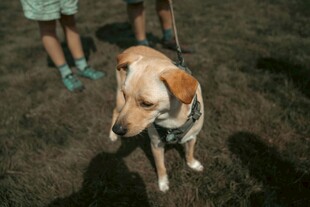 户外站立的可爱拉布拉多犬