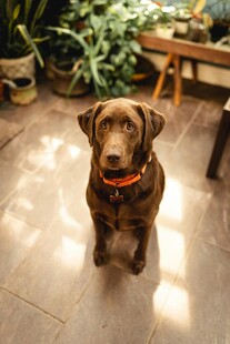 可爱巧克力色拉布拉多犬