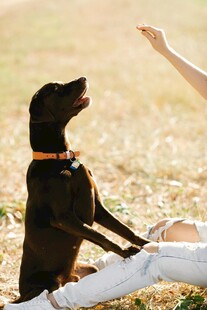 人与爱犬互动温馨瞬间
