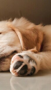 熟睡的金毛犬