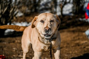 户外拴绳的棕色拉布拉多犬