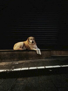 夜晚独卧的狗狗