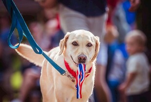 拉布拉多犬赛场展示风采