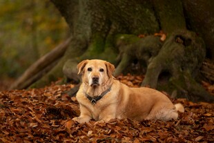 秋日落叶中休憩的金毛犬