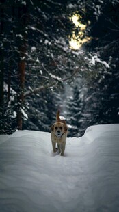 雪地中漫步的狗狗