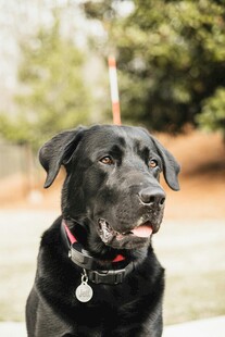 可爱黑拉布拉多犬特写