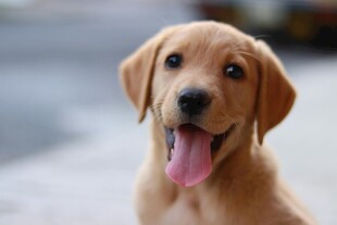 可爱拉布拉多犬吐舌卖萌