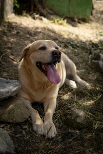 阳光下惬意的金毛犬