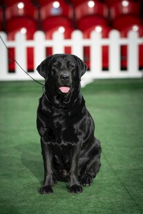 黑色拉布拉多犬坐于绿草坪