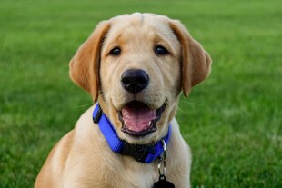 可爱拉布拉多犬在草地上