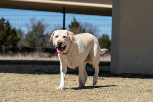 户外漫步的黄色拉布拉多犬