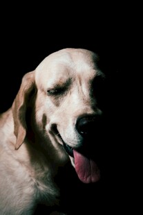 微笑的金毛犬