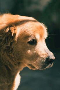 金毛犬的优雅侧颜