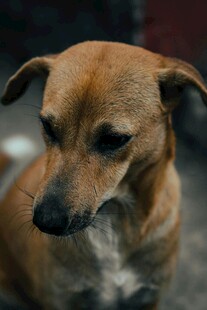 棕色小狗安静独坐