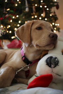 拉布拉多依偎可爱毛绒玩具