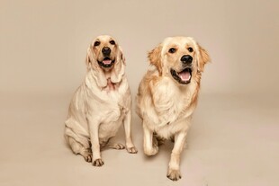 两只可爱金毛犬