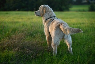 草地中站立的金毛犬