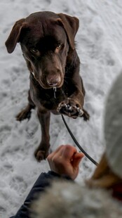 雪地中被牵绳的棕色小狗