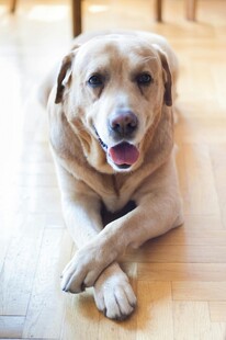 趴地微笑的可爱金毛犬
