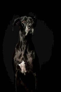 优雅黑犬凝视镜头