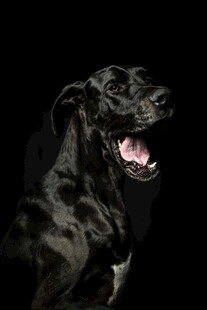 黑色大狗张嘴露出牙齿