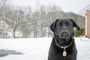 雪地中的黑色拉布拉多犬