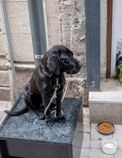 黑色小狗坐于石上