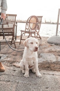 岸边坐着的可爱白狗狗