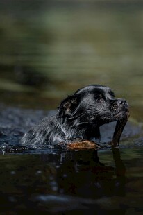水中猎犬叼物瞬间