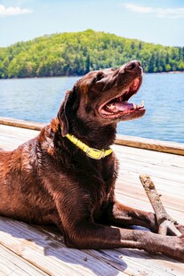 湖畔棕犬惬意躺木板