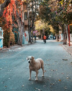 街道上独自站立的羊