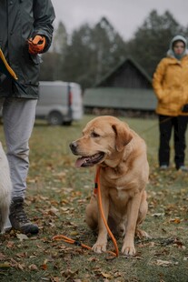 户外人与拉布拉多犬的时光