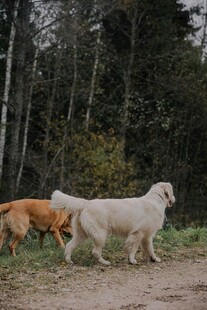 林间漫步的几只可爱狗狗