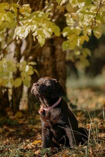 秋日树下的可爱狗狗