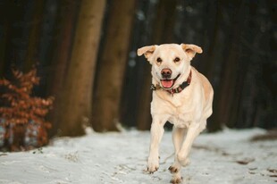 雪地中奔跑的可爱猎犬